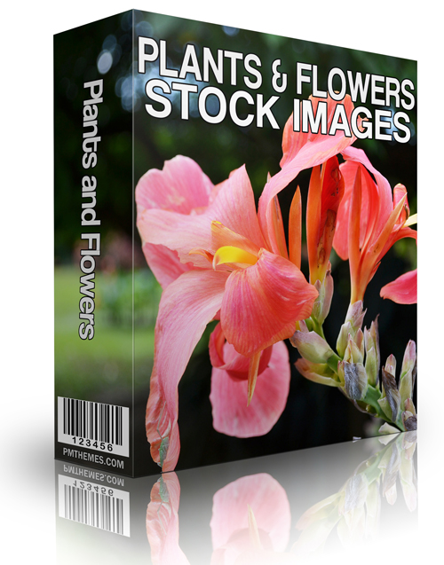 plants flowers stock