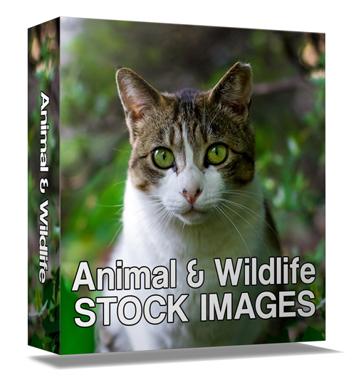 wildlife animal stock